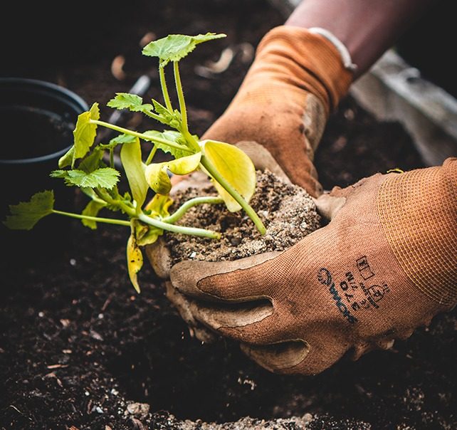 Hände in Gartenhandschuhen pflanzen vorsichtig eine junge Pflanze, symbolisch für die sorgfältige Pflanzarbeit von Garten&Grundstück.