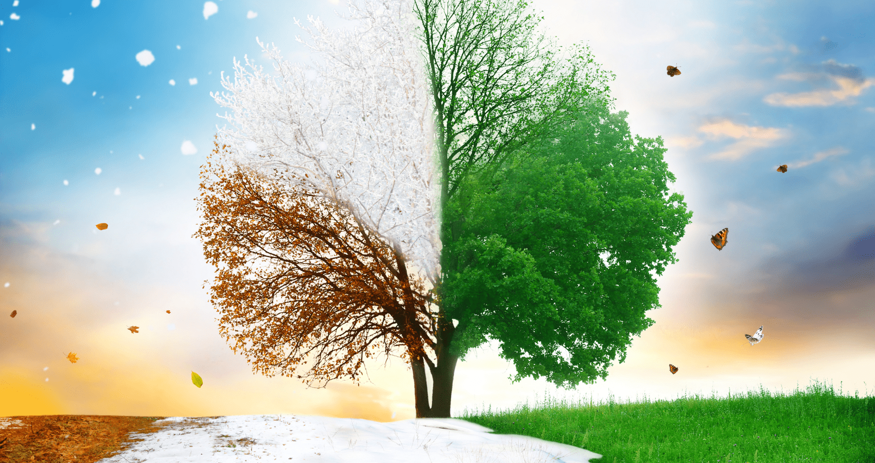 Baum visualisiert den Wechsel der Jahreszeiten und symbolisiert die saisonale Pflege durch Garten&Grundstück.